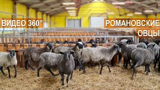 Романовская порода овец. Племрепродуктор  Атис СХ. Видео в формате 360°