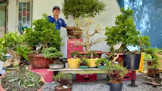 Ẩn bonsai 26/5 #0917231734 chào bán rất nhiều loại cây cảnh bonsai Hoa Trái có đủ