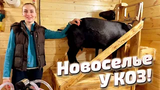 Переезд в козовник и Первая Аппаратная Дойка | Молодая Ферма