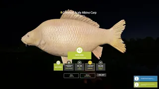 TROPHY COMMON SCALY ALBINO CARP IN AMBER LAKE! Russian fishing 4