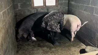 This master is so powerful that he lifts a pig by himself