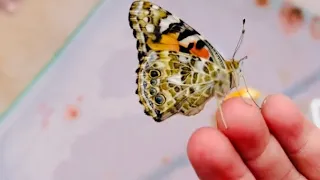 “Setting Butterflies Free: A Heartwarming Journey of Growth”#montessori#learning#practicallifeskills