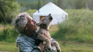 Мужчина спас этого волчонка, он и подумать не мог, что зверь вскоре отблагодарит его