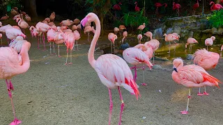 *THE FLAMINGOS AT THE LA ZOO!!!!*🦩🌸🌺🌲🪵🍁🌼👒🌹🌻👚👜🌿🌷💐🥀🪷🌾