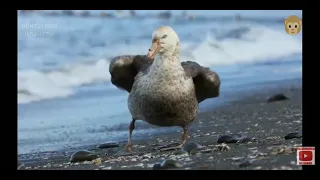 Королевские пингвины 🐧