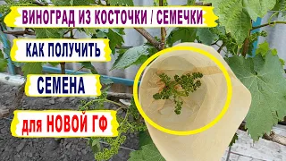 🍇Как получить СЕМЕНА ВИНОГРАДА для НОВОЙ ГИБРИДНОЙ ФОРМЫ. Виноград из косточки/семечки.