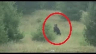 10 Things We Know About Bigfoot