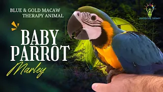 RAISING A BABY BLUE AND GOLD MACAW | THERAPY PARROT | Life With  Marley | Training & Feeding