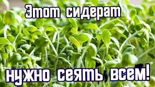 Засеяла бы весь огород этим сидератом! Да уже горчица везде! А соседка хитрая сеет и бед не знает!