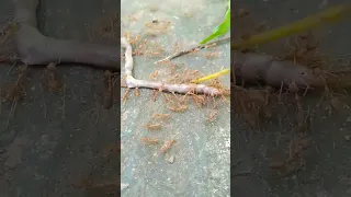 Earth worm vs Ants #insectwarrior