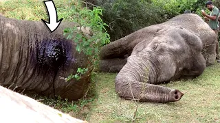 Extending hands of humanity to save the life of a gunshot injured Elephant| Elephant treatment