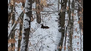 Tracking The Adirondacks NY 2022 Deer Rifle Season Day 1 Public Land Buck Spotted!