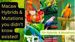 All Macaws Hybrids & Mutations known till date | Know your Macaw hybrids & Mutations | #macaw #pets