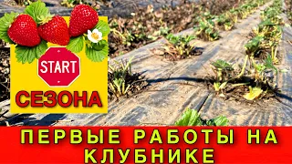 Первые работы на клубнике. Старт клубничного сезона .