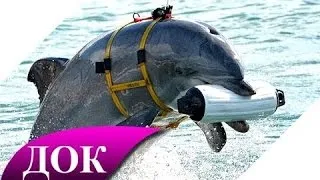 Цивилизация дельфинов. Разумные жители морей. Документальный фильм