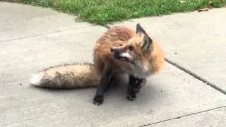 Sick fox