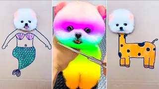 Tik Tok Chó Phốc Sóc Mini 😍 Funny and Cute Pomeranian 2024