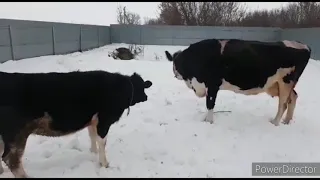 боевая раскраска😁,коровы катаются с горки.😉