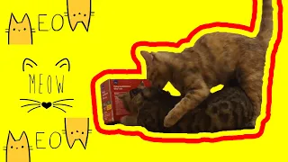 Cats reaction to cat sounds - Meow from the box