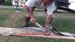 How to clean a Alligator Gar