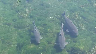 Lago di Olginate (( Lecco ))  Carpe  vicino alla riva