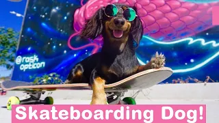 AMAZING Skateboarding Dog! You Won't Believe It!