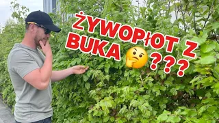 Żywopłot z Buka ??? #żywopłot #ogrodzenie #ogród #liście #tuje