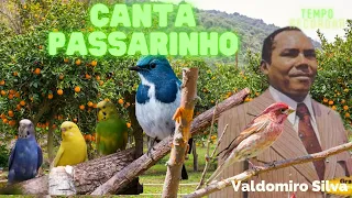 CANTA PASSARINHO - VALDOMIRO SILVA / COLETÂNIA - WEB TV MPC - TEMPO DE RECORDAR