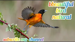 New THE World s Greatest Birds HD 2K ULTRA  Relaxing Music And Nature 2k!