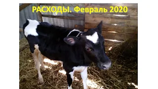 Какие расходы от 5 коров в феврале 2020 года