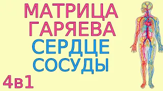 Матрица Гаряева сердечно-сосудистая система. Программа оздоровления № 2-2. Медитация с формулами 4в1