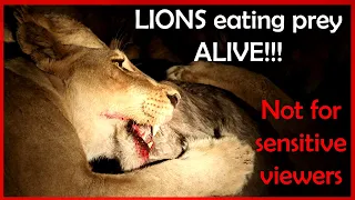 Lions eating prey alive (Graphic content/baby wildebeest eaten Alive)🦁😱😳