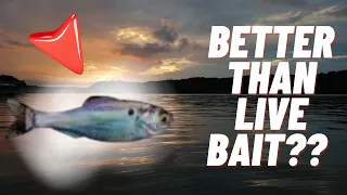 Winter Bass Fishing | Turning A Tough Day Around | Bait balls and Damiki Rigs