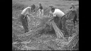 Rapsernte (Schweiz, 1945/46)