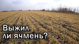 Как выглядит озимый ячмень после зимних морозов?