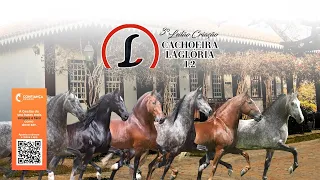 3º Leilão Criação Haras Laglória