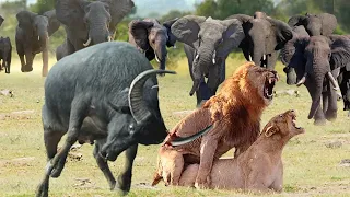 MF-Lose Vigilance During Mating! Male Lion Was Suddenly Attacked To Death By Mad Elephant And Buffa