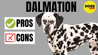 Dalmatian Dog Breed Profile - Pros and Cons of Owning a Dalmatian