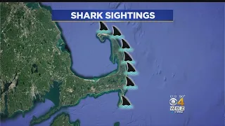 13 Reported Shark Sightings Off Cape Cod In A Week