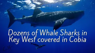 Swimming with Key West Whale Sharks and Cobia - Drone and Underwater footage