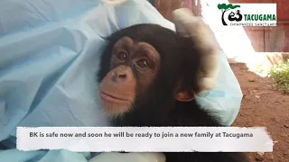 BEHIND THE SCENES - The rescue of baby chimpanzee BK in Sierra Leone