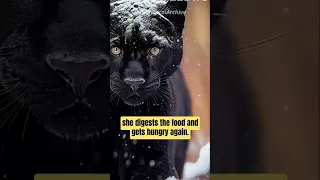 Black Panthers belong to different species