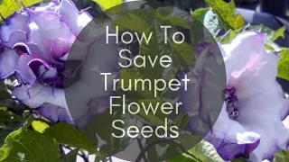 How To Save Datura Devil's Trumpet Flower Seeds