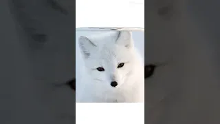 Arctic fox