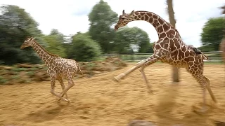 Giraffes walk, gallop and play at ZSL Whipsnade Zoo