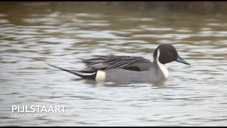 Pijlstaart - Nieuwe Dordtse Biesbosch - Digiscoping Northern Pintail