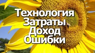 Выращивание подсолнуха от А до Я: Затраты, Доход, Ошибки, Технология. Фильм Фермера.