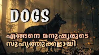 എങ്ങനെയാണ് നായകൾ മനുഷ്യനോട് ഒപ്പം കൂട്ടിയത് ? Evolution and domestication of dogs