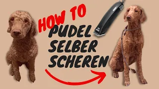 Pudel selber scheren | Schritt für Schritt Anleitung | So schere ich unseren Hund