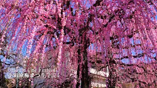 Odawara Ume Festival 2024 Tour all of Odawara's ume (plum) viewing spots.